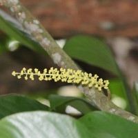 Baccaurea motleyana (Müll.Arg.) Müll.Arg.